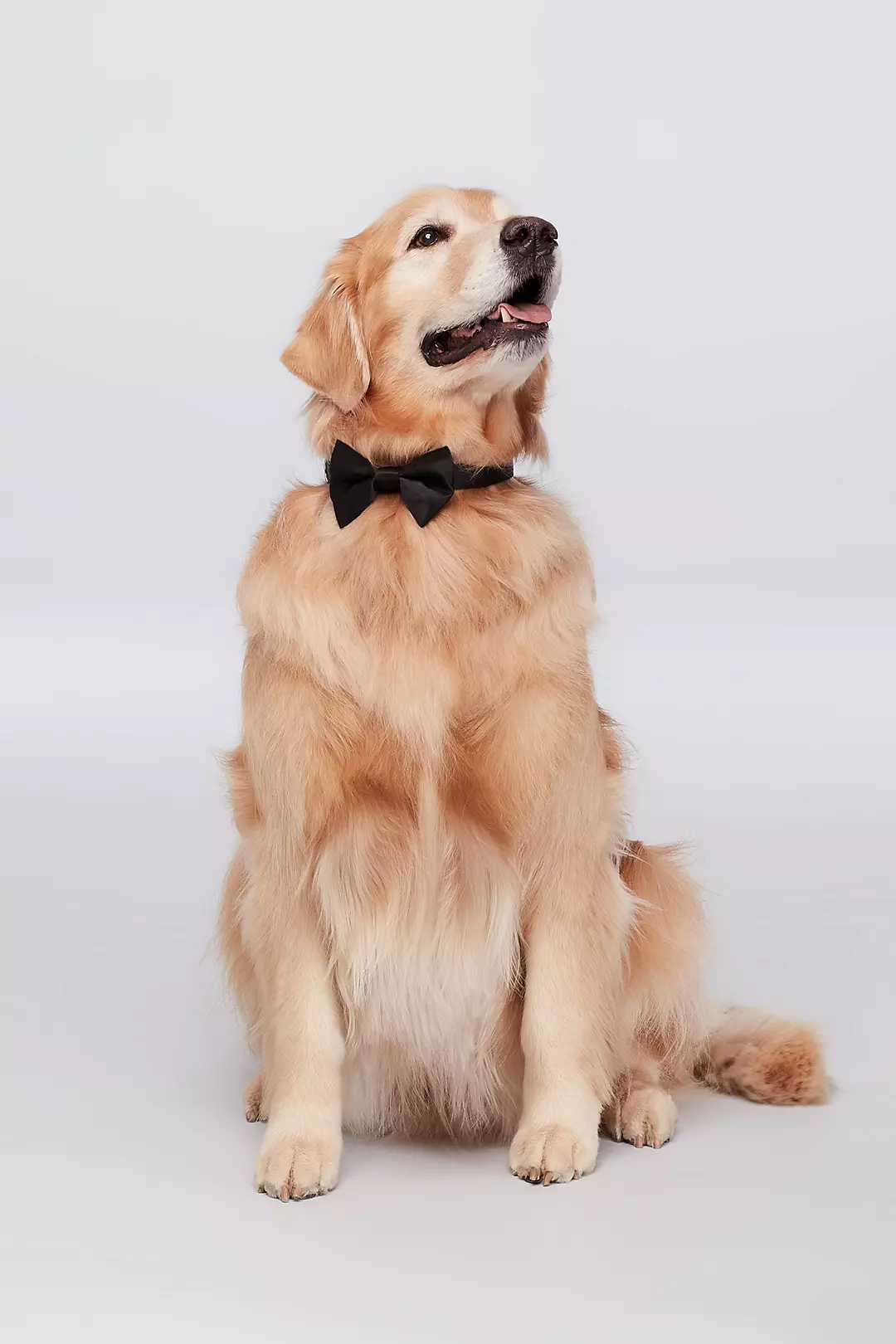 Dog of Honor Bow Tie - Image 2